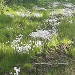 Huoneisto Susitupa 5