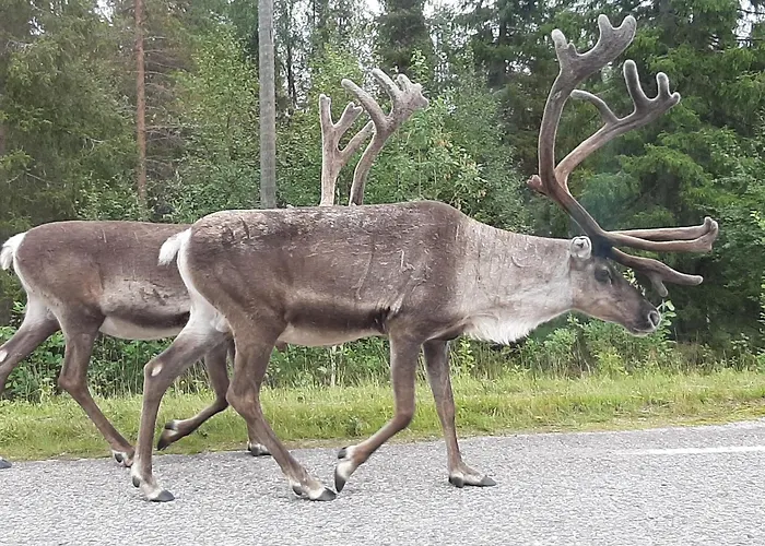 Susitupa 5 Lägenhet *